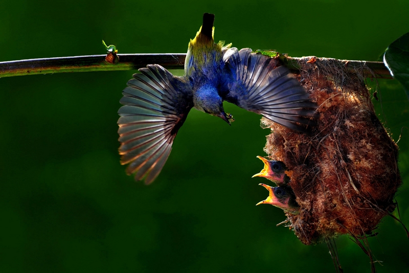 322 - HUNGRY - KOH WEE HUEI - malaysia.jpg